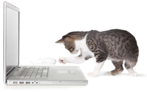 Кот и ноутбук