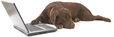 Собака и ноутбук